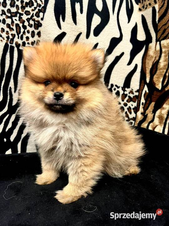 Szpic miniaturowy Pomeranian ORANGE łódzkie Łódź