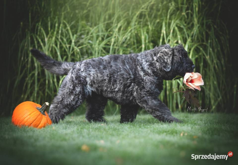 Bouvier des Flandres szczenięta