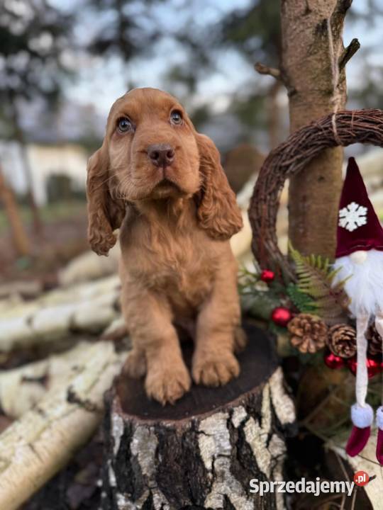 Cudowny piesek Cocker Spaniel Angielski z Cocker Spaniel małopolskie Kraków