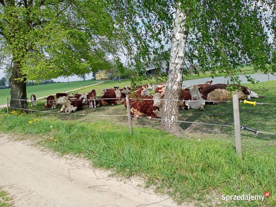 Sprzedam jałówki cielne hereford Brodnica