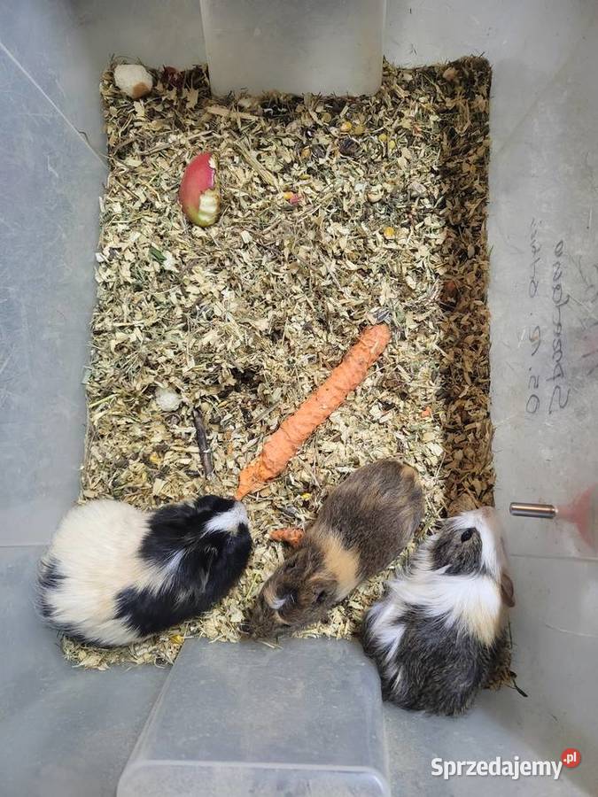 Świnki morska samiczka młodziutka Wrocław