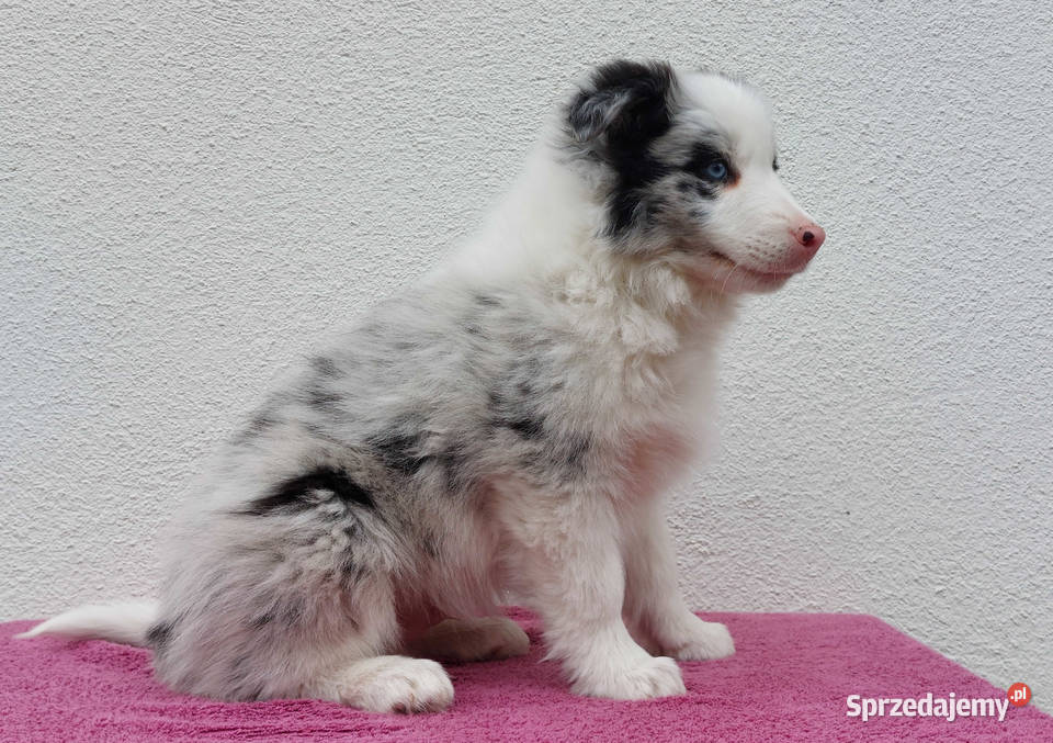 Rasowy pies bluemerle Border Collie z pełną dok Pozostałe