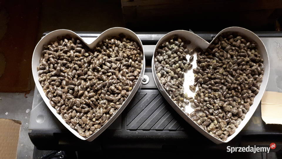 Pszczoła Murarka ogrodowa kokony Pozostałe Poznań