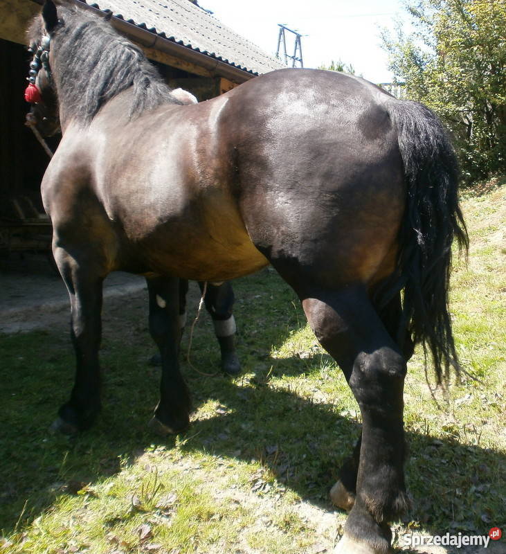 KOŃ WAŁACH Jordanów