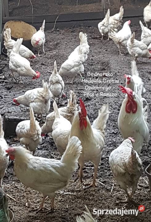 jaja jajka lęgowe rasy leghorn i inne rasy Bednary