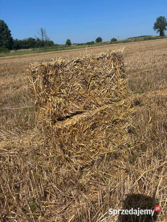 Sprzedam słomę Pierzchnica sprzedam