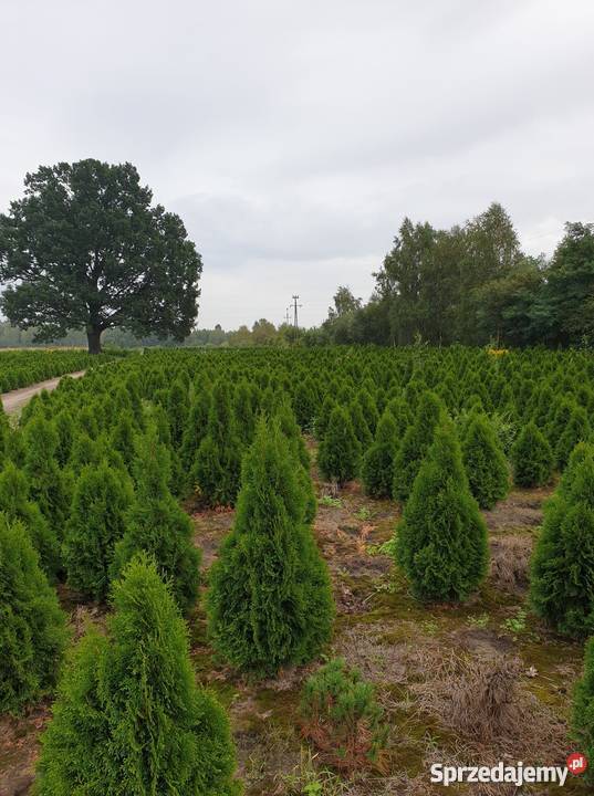 Tuja Smaragd Szmaragd 120 PROMOCJA gruba gęsta Rośliny Rydzyny
