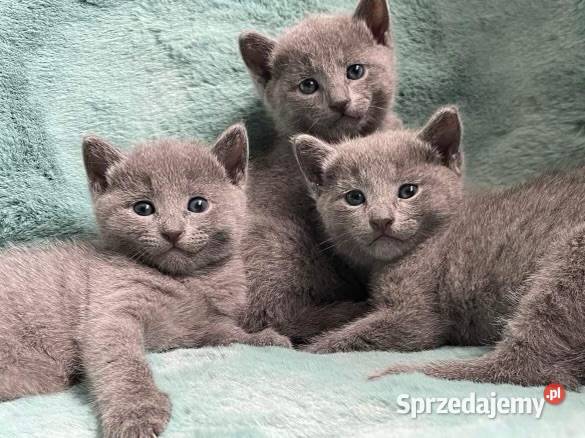 Kotki rosyjskie niebieskie z rodowodem