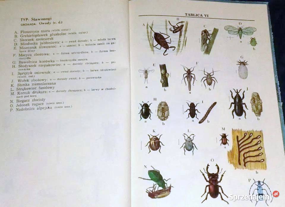 Zoologia J Dąbski Z Kozikowska J Wengris lubelskie Chełm