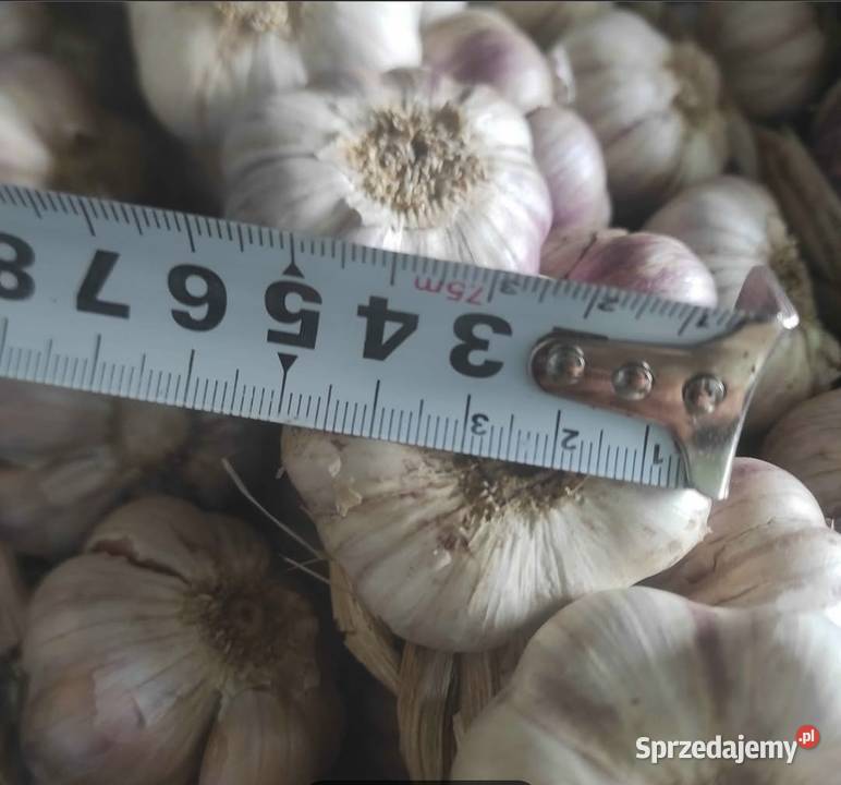Czosnek Polski Zimowy Harnaś Sacin