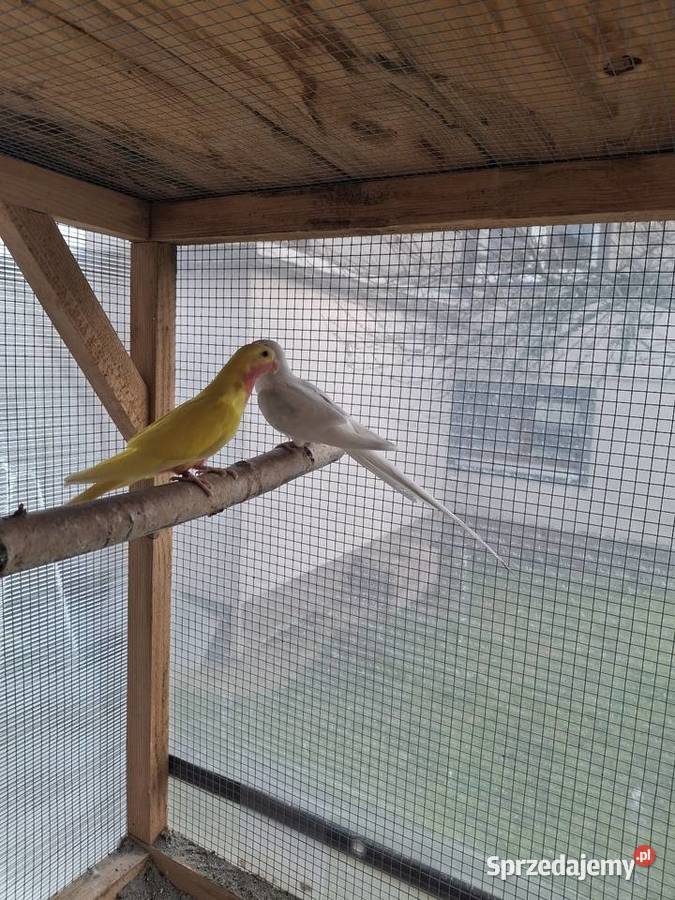 Księżniczki Walii Ptaki Brzesko