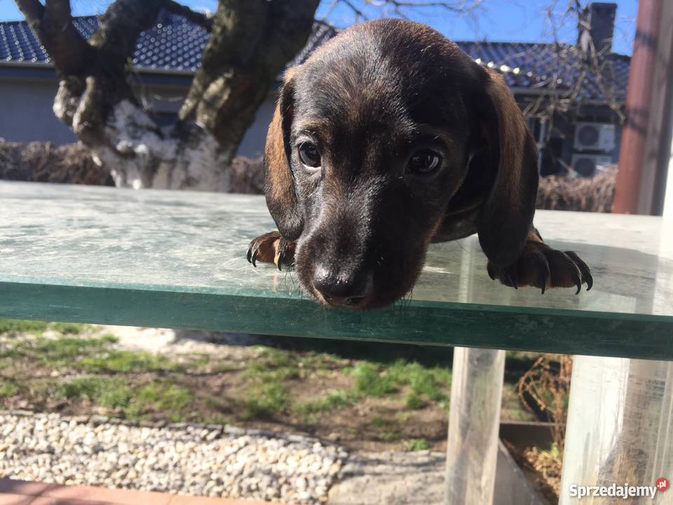 Jamnik szorstkowłosy króliczy wielkopolskie Osieczna