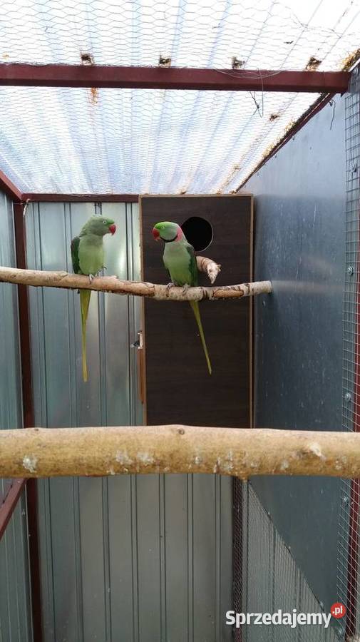 Likwidacja hodowli średniej papugi podkarpackie Łańcut