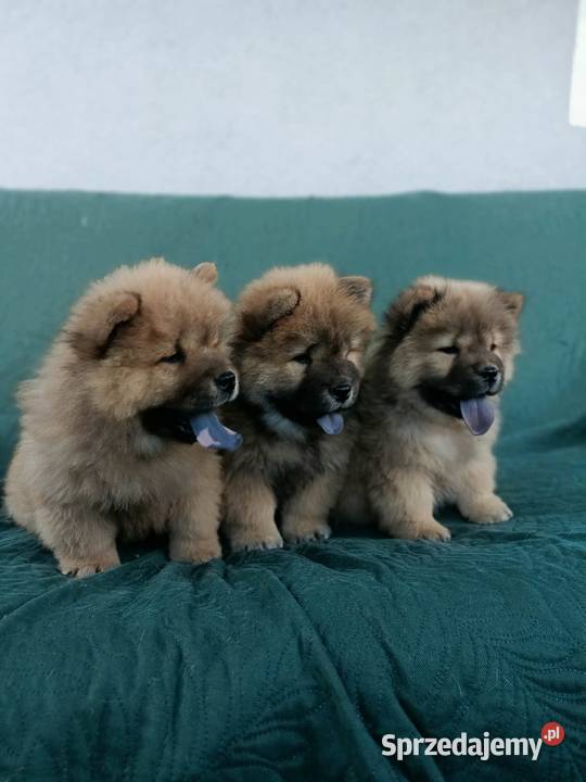 Wzorcowe Chow Chow doskonała budowa rodzice FCI Krapkowice