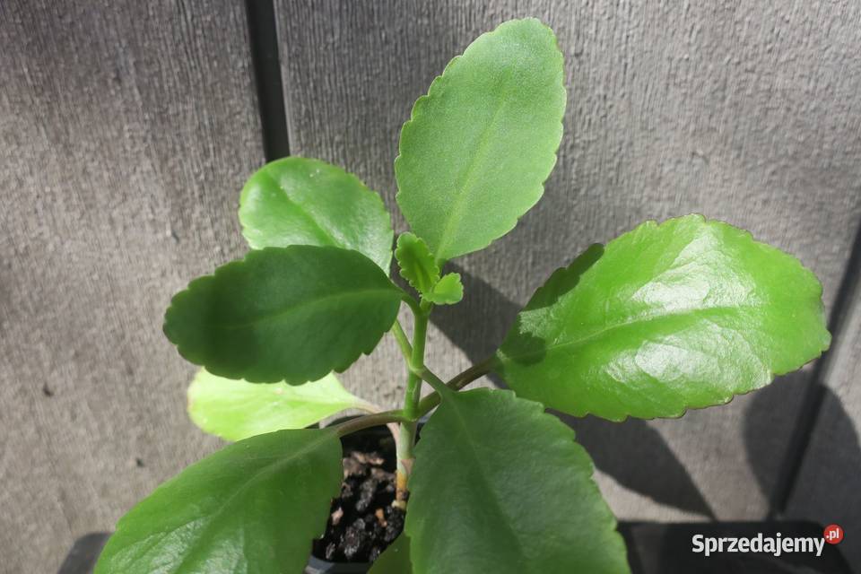 Żyworódka Pierzasta Kalanchoe Pinnata ok 17 Brwinów