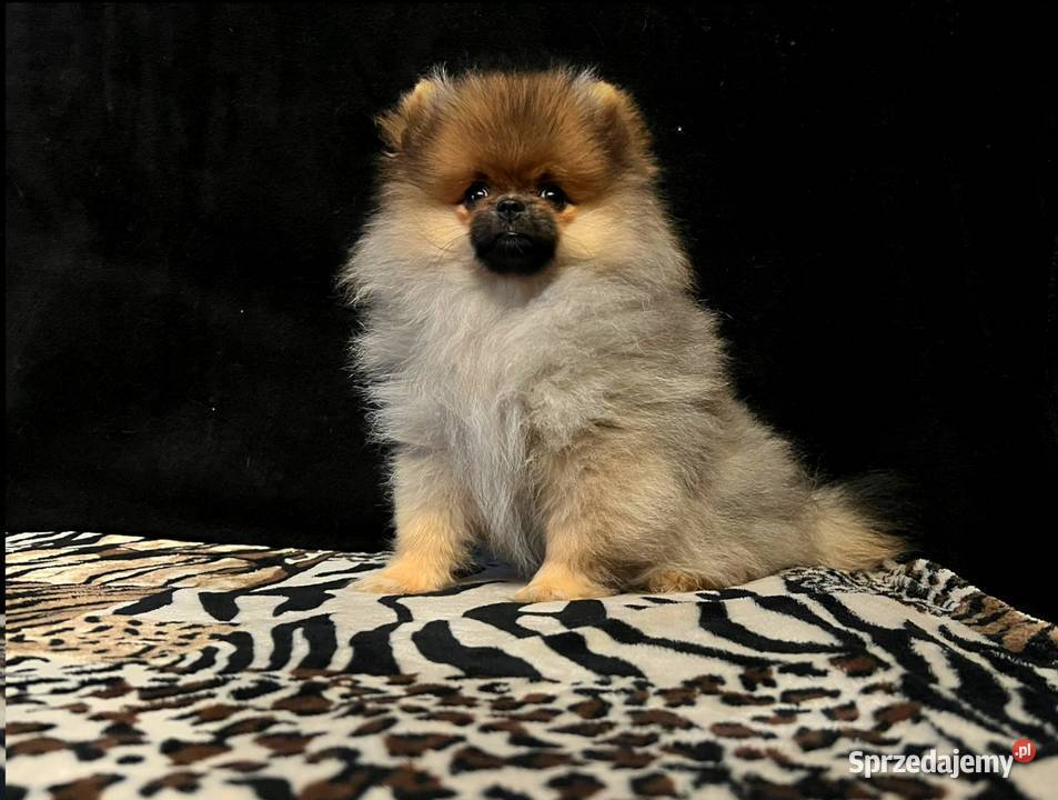 Szpic miniaturowy Pomeranian suczka ORANGE SABLE Łódź