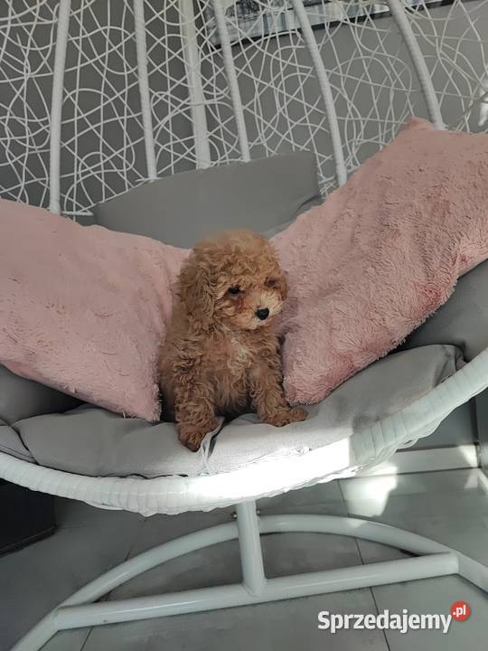 Pudelki malutkie toy Bolesławiec