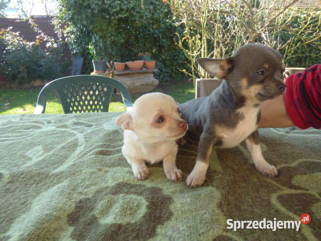 Śliczne Chihuahua pieski i sunie Chihuahua wielkopolskie