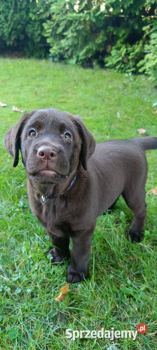Labrador Retriever Czekoladowa Suczka ZkwpFCI Dąbrowa Tarnowska