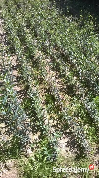 Ligustr liguster tani żywopłot 100 sztuk Kożuchów