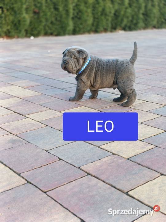Szczenięta shar pei rodowód Wyszków