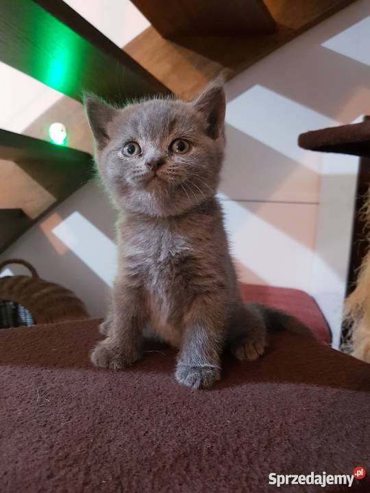 Kocięta Brytyjskie krótkowłose