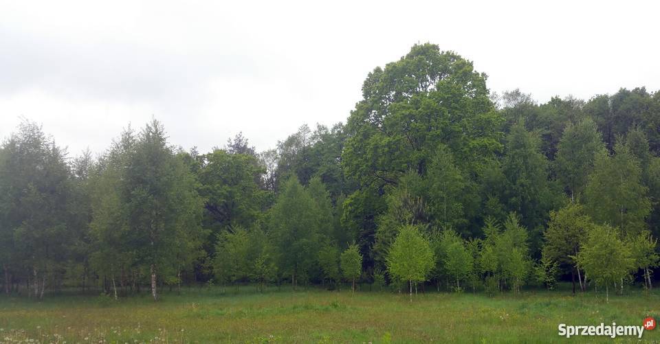 Dom 600m2 w stanie surowym zamkniętym na działce Tarczyn