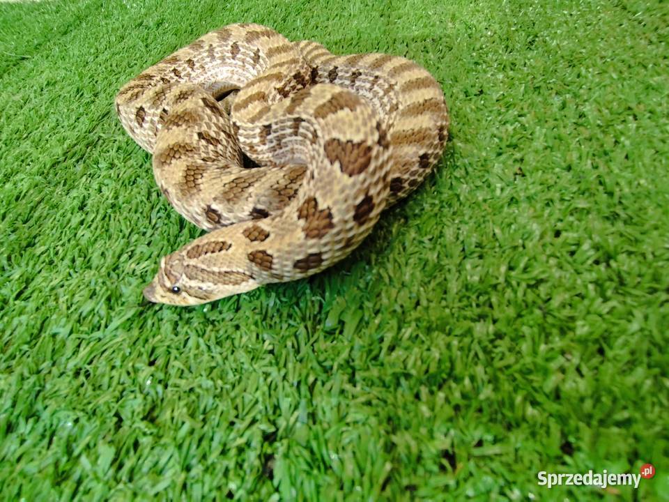Samica dorosła Heterodon zachodni Rumia sprzedam
