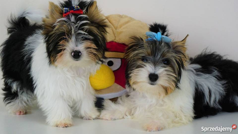 Biewer Yorkshire Terrier z metrykami ZKwP FCI łódzkie Poddębice