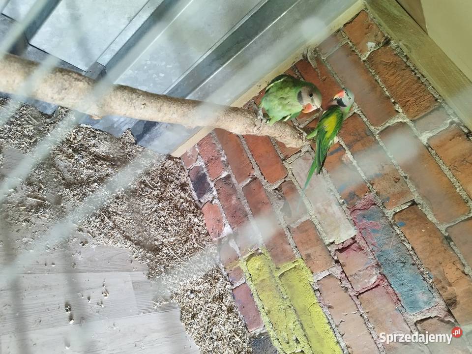 Różowopierśna Mnichy obrożne wielkie Szczerców