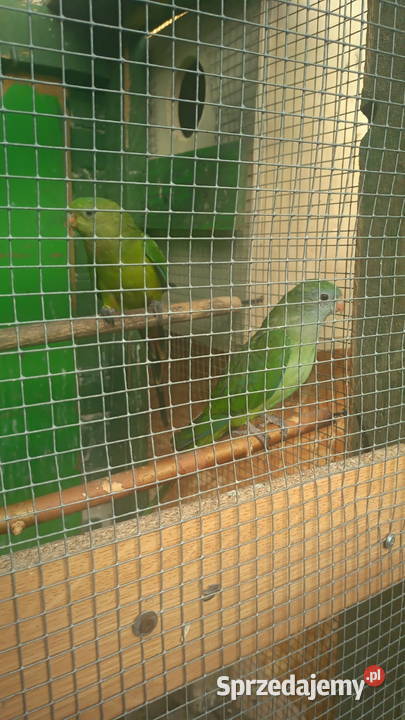 Papugi barabandy Kosina sprzedam