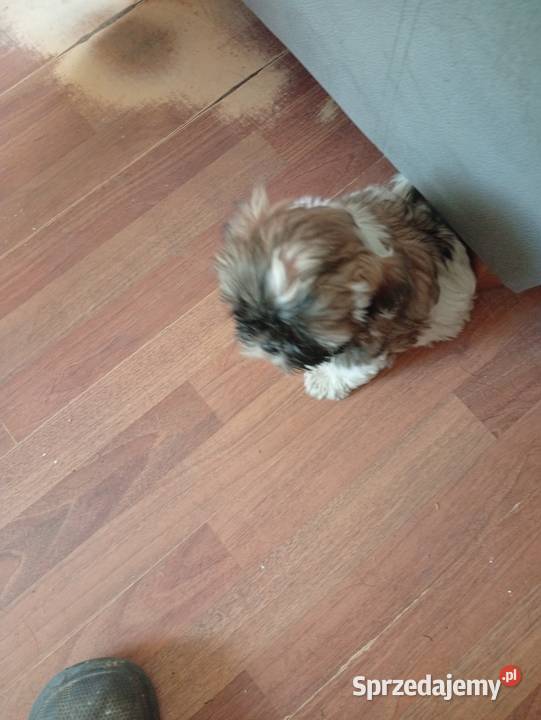 Piękny piesek shih tzu z rodowodem Shih Tzu dolnośląskie Dzierżkowice