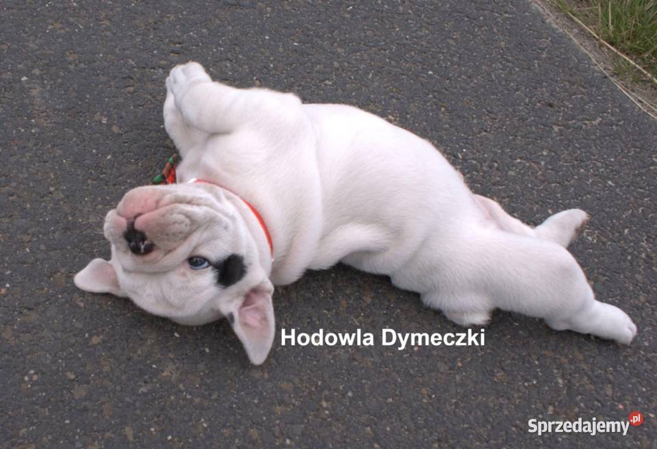 Buldog angielski samiec Przedecz