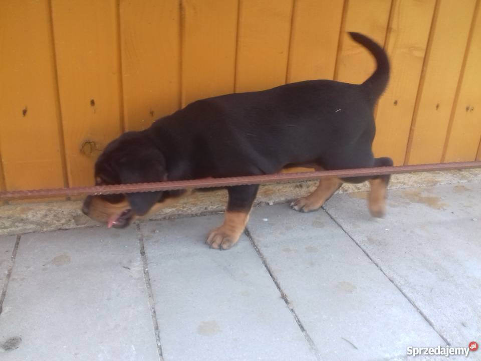 Oddam szczenięta gończy polski Dąbrowa Tarnowska