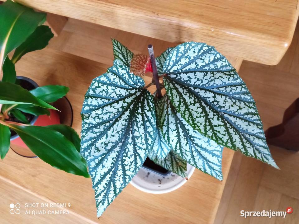 Argenteo guttata angel wings Białystok sprzedam