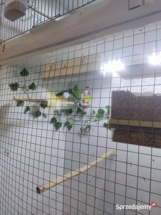 Amadyny Wspaniałe Grudziądz