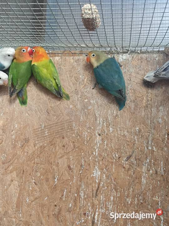 Nierozłączki fischera 2025 łódzkie