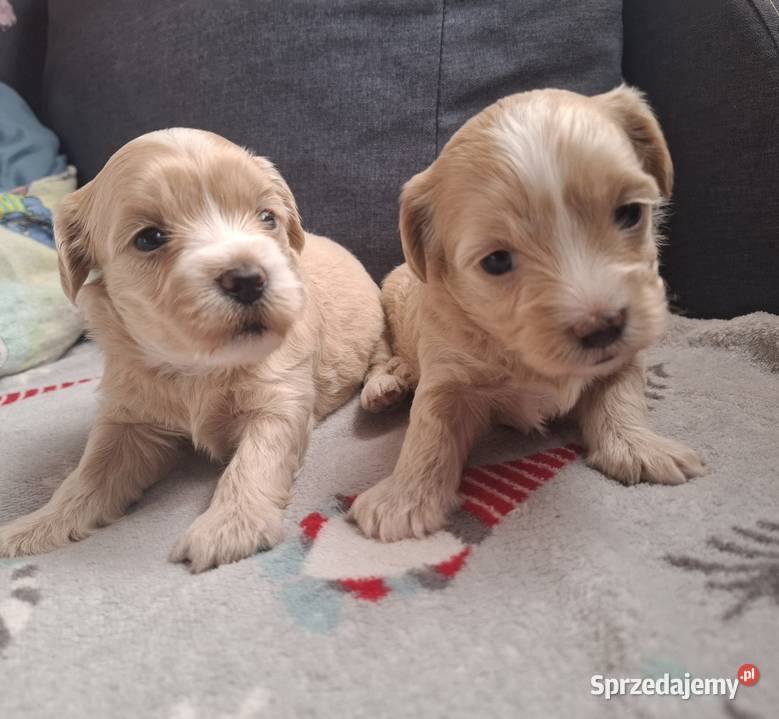 Maltipoo piesek suczka pudel miniaturowy podkarpackie Rzeszów