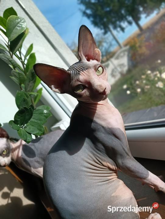 Kotka Sfinks Kanadyjski sprzedam