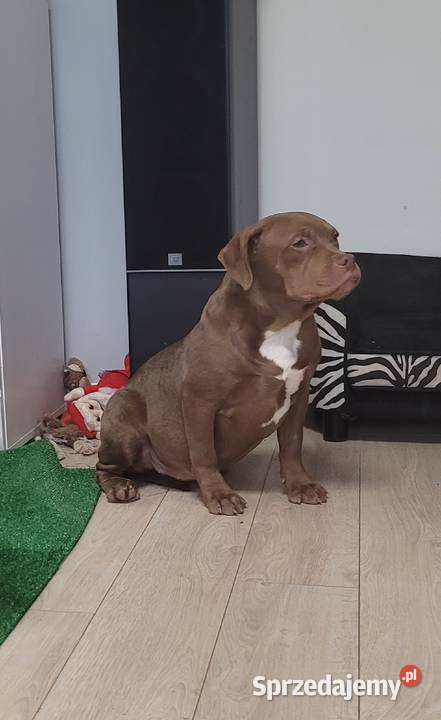 American bully Abkc standard suczki 7 miesiecy Janów Lubelski