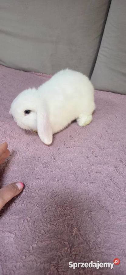 Króliczki Mini Lop Króliki wielkopolskie Miejska Górka
