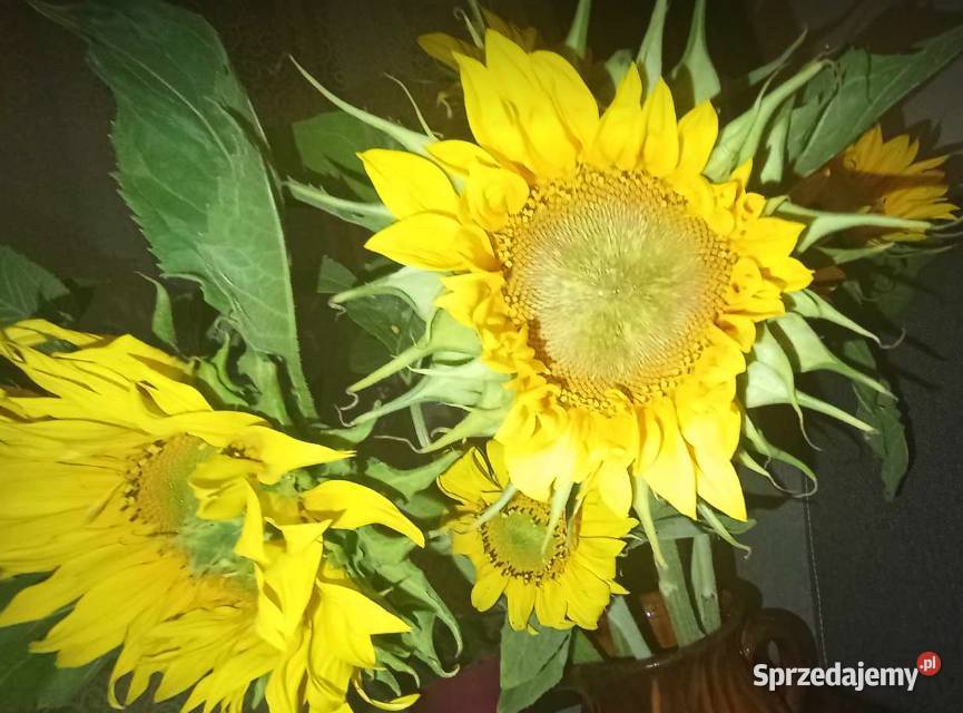 Słonecznik podkarpackie