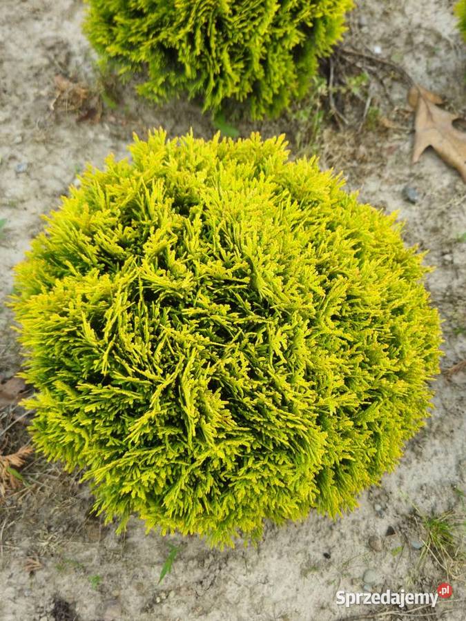 Tuja Mirjam Złota Kula Rzeszów