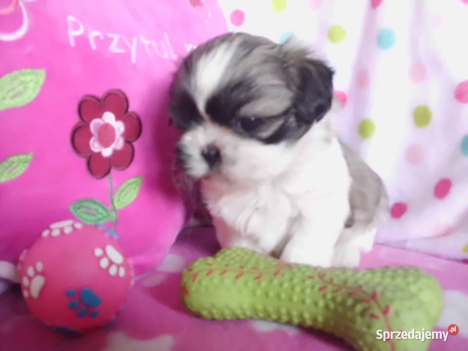 Shih Tzu Cudowne Maluszki Maleńkich Rodzicach śląskie Dąbrowa Górnicza sprzedam