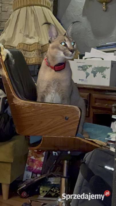Karakal Stepowy Caracal dwuletnia samica sprzedam