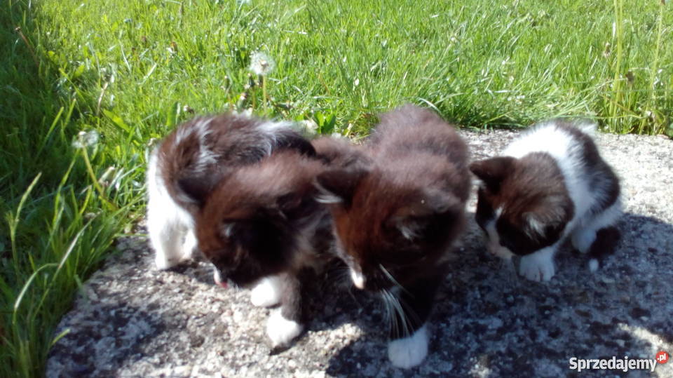 oddam małe kotki małą odpłatnością podkarpackie Ropczyce