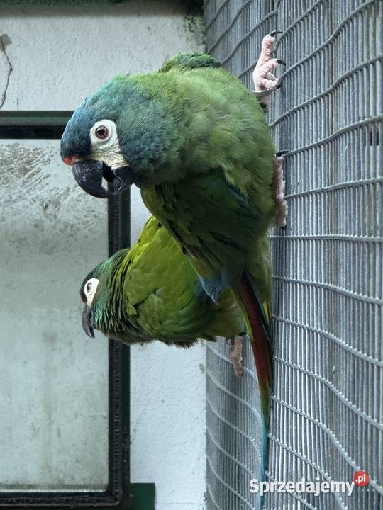 Ara marakana para lęgowa