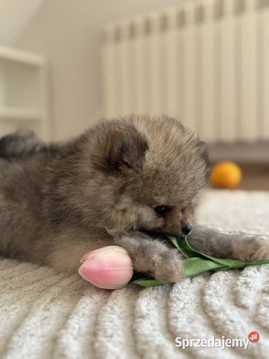 Szpic miniaturowy FCI Stalowa Wola