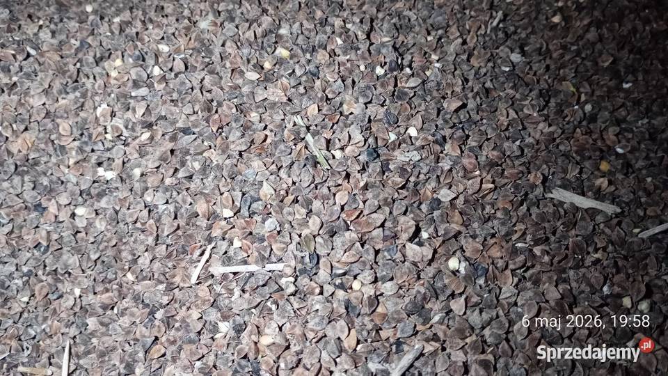 Gryka Kora wysłodki suche Zamość