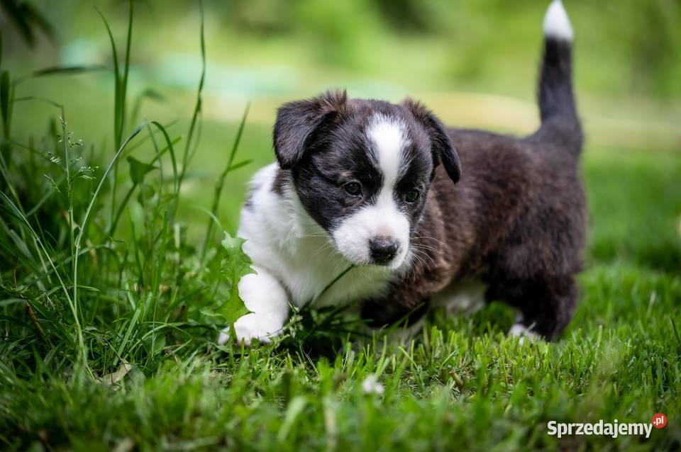 Szczeniaki welsh corgi cardigan Warszawa